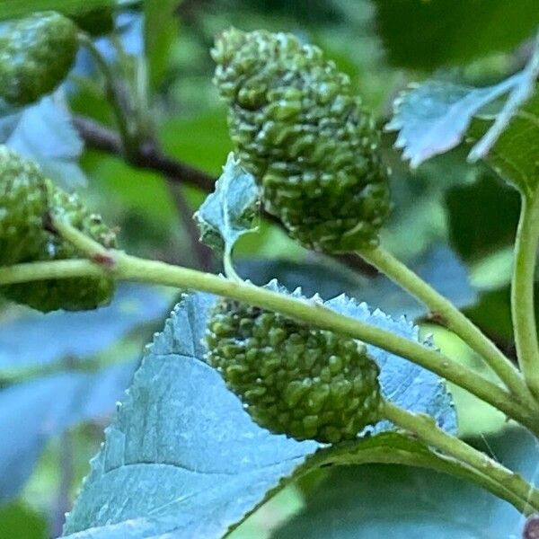 Alnus alnobetula Flor