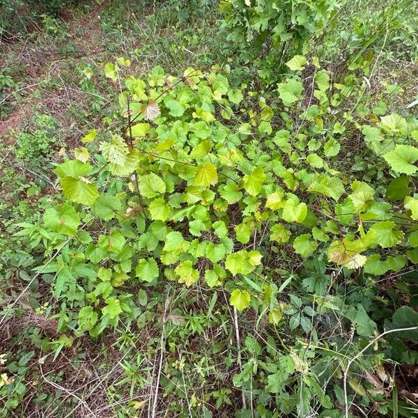 Vitis rotundifolia Habitat