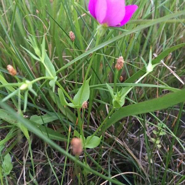 Sabatia campestris 整株植物