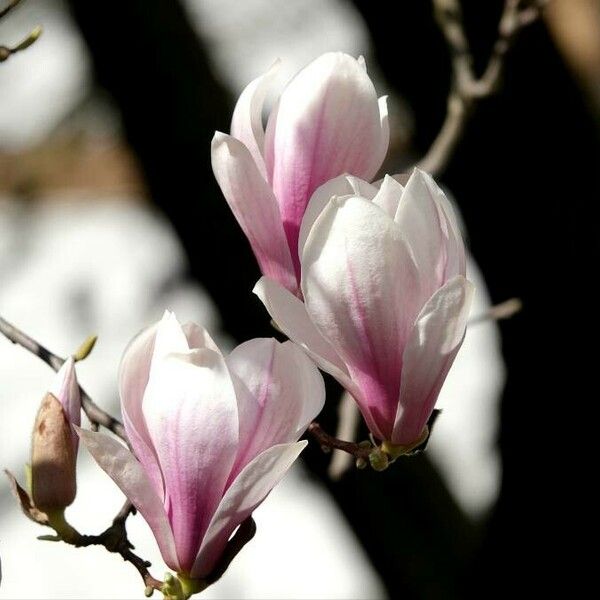 Magnolia × soulangeana Blüte