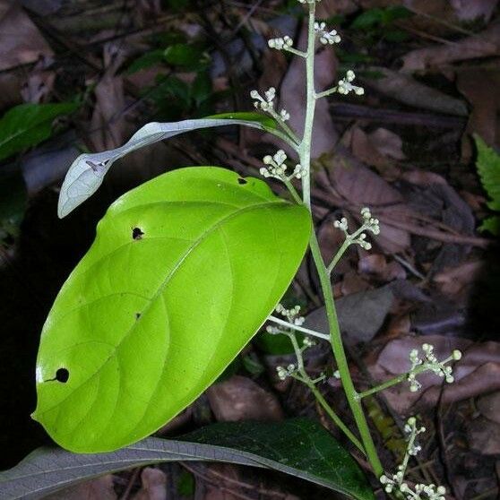 Nectandra hypoleuca ഇല