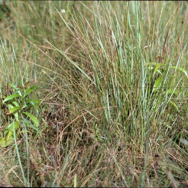 Symphonia globulifera Escorça