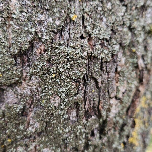 Fraxinus excelsior Bark