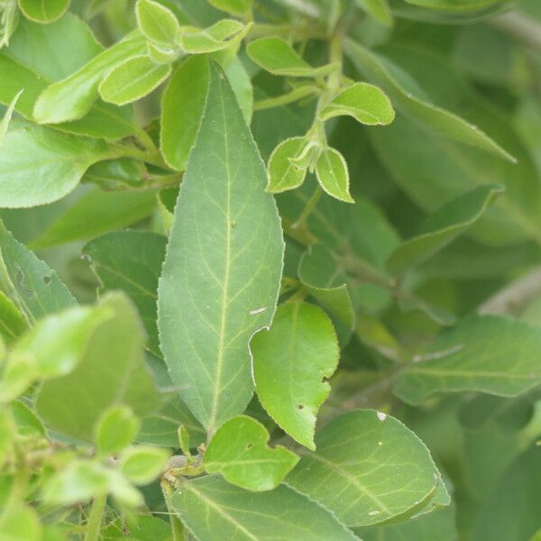 Maytenus peduncularis Leaf