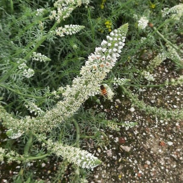 Reseda alba Flower