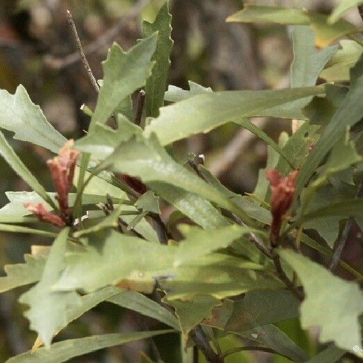 Pittosporum kaalense Habitus