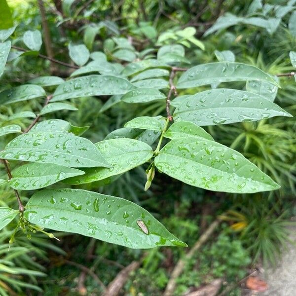 Wrightia religiosa Leaf