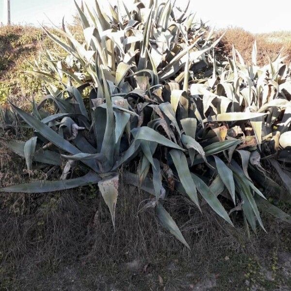 Agave americana Plante entière