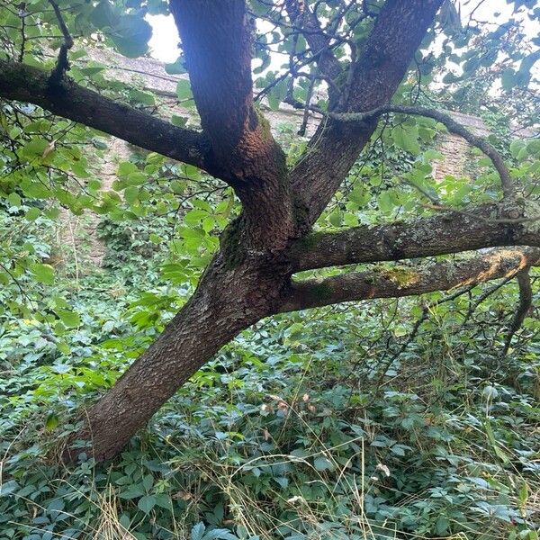 Cercis siliquastrum Bark