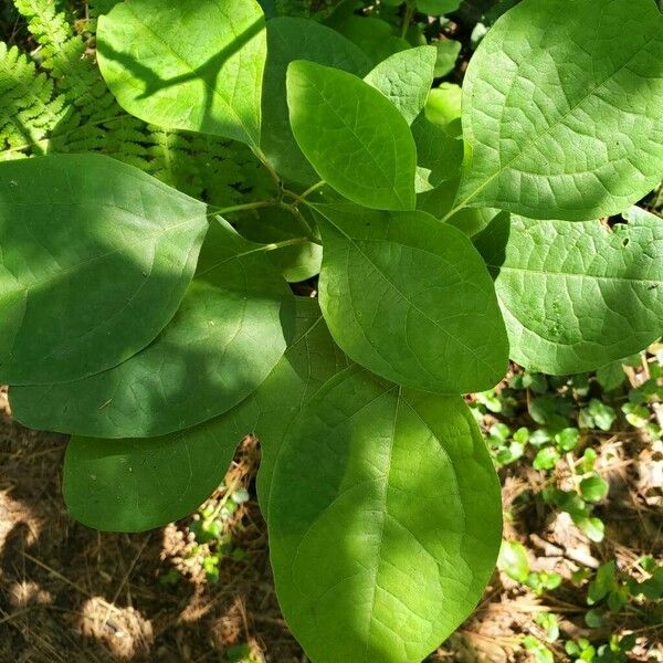 Sassafras albidum Leaf