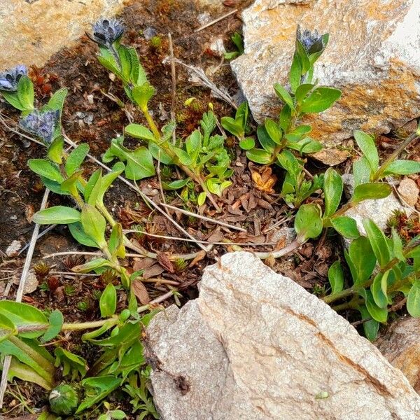 Veronica alpina Habitus