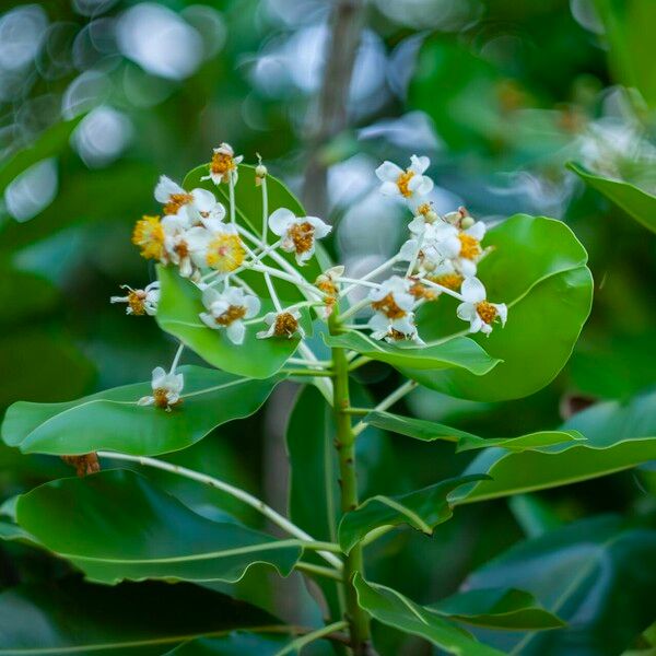 Calophyllum inophyllum Цвят