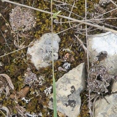 Koeleria vallesiana Blomst