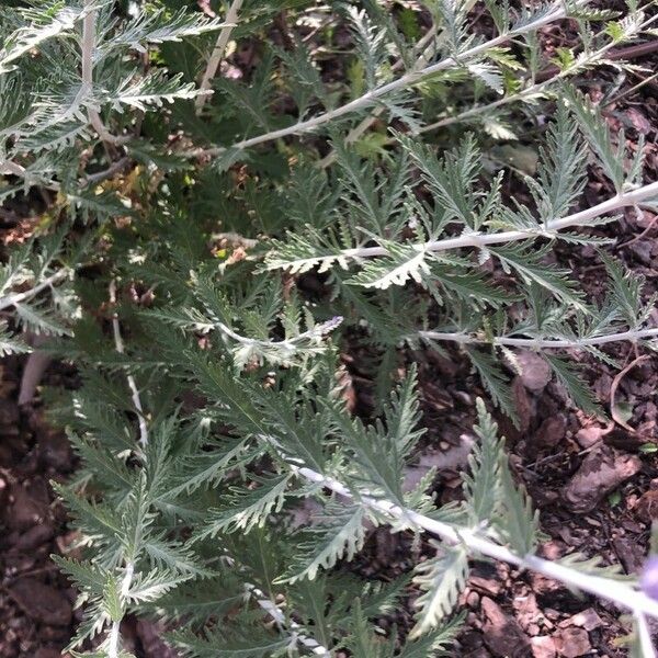 Perovskia atriplicifolia Frunză