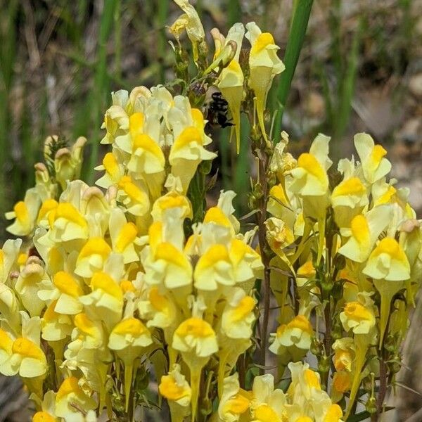 Linaria supina Bloem