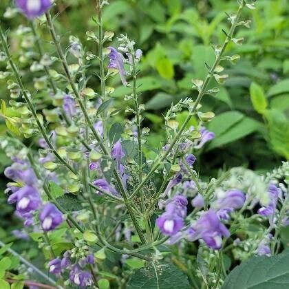 Scutellaria incana List