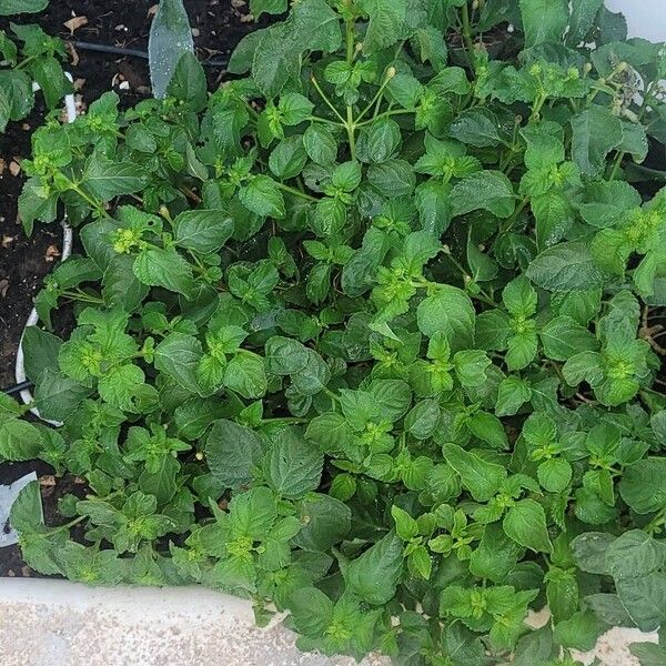 Lantana viburnoides Φύλλο