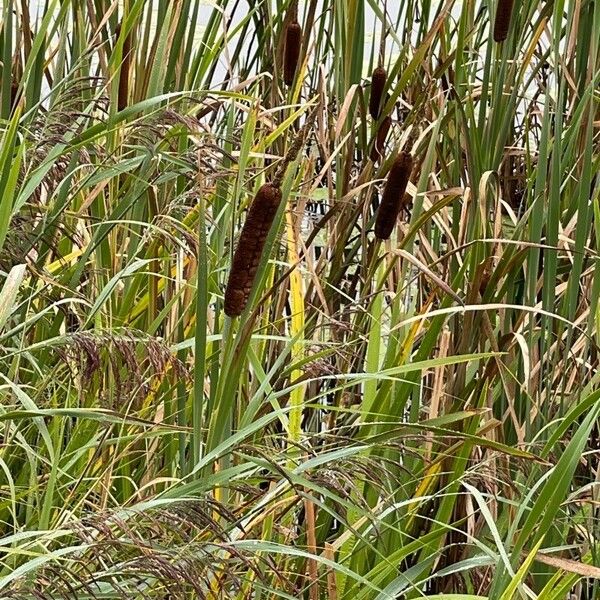 Typha latifolia Lapas