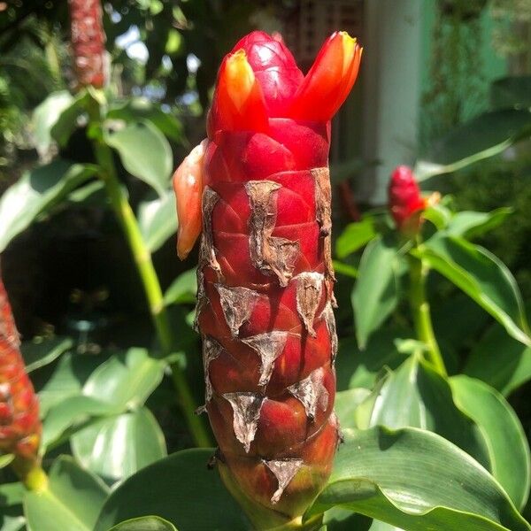 Costus woodsonii Floare