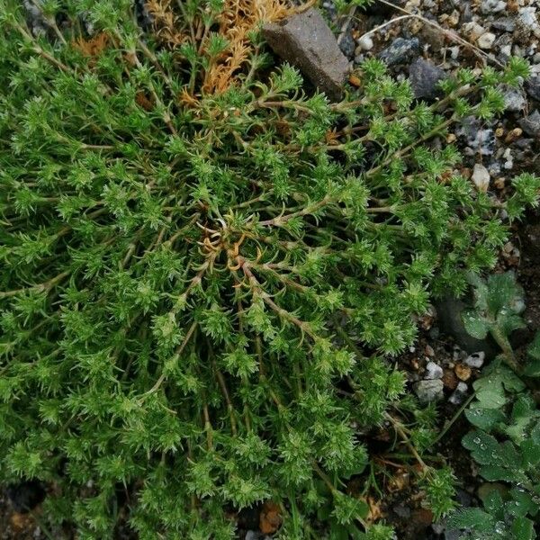 Scleranthus annuus Blüte