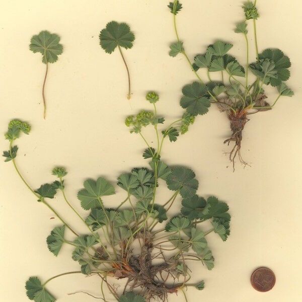 Alchemilla cinerea Habitatea