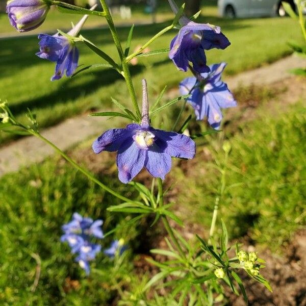 Delphinium menziesii Blomst