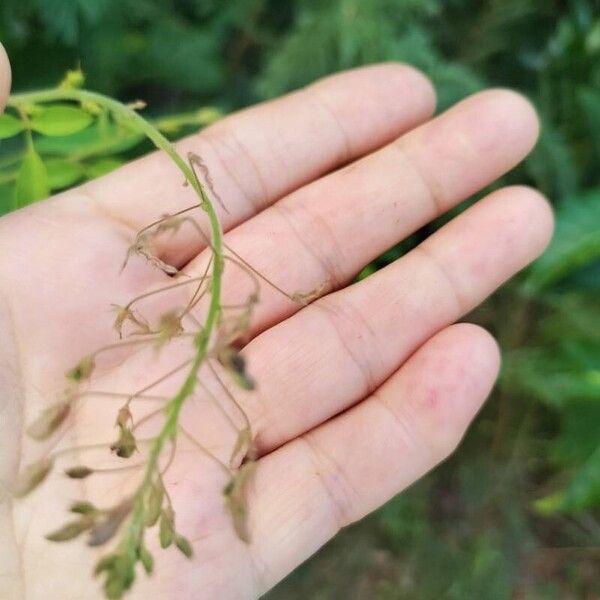 Desmodium tortuosum Bloem