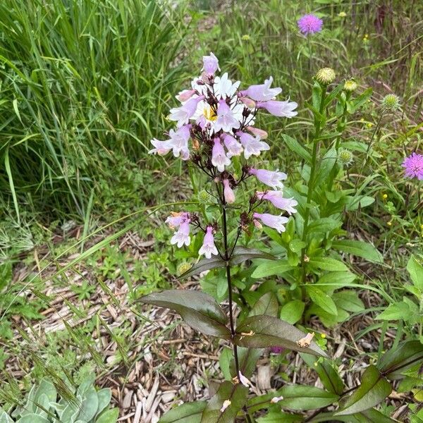 Penstemon calycosus Flower