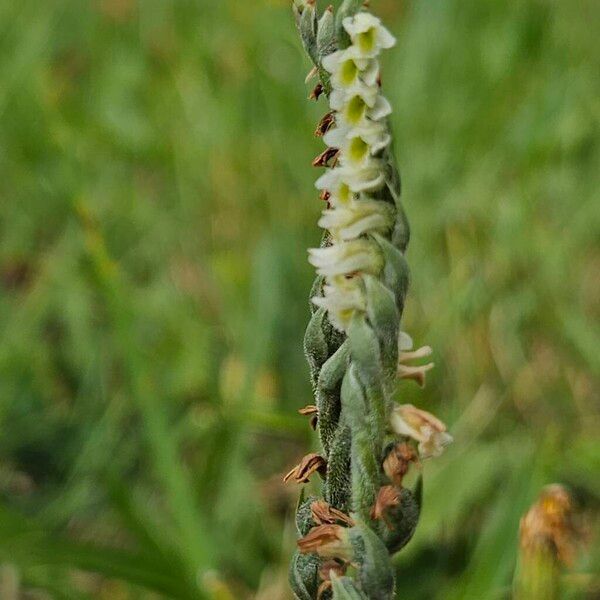 Spiranthes spiralis Цвят