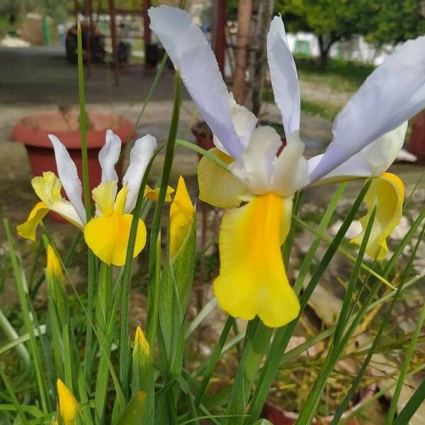 Iris orientalis Λουλούδι