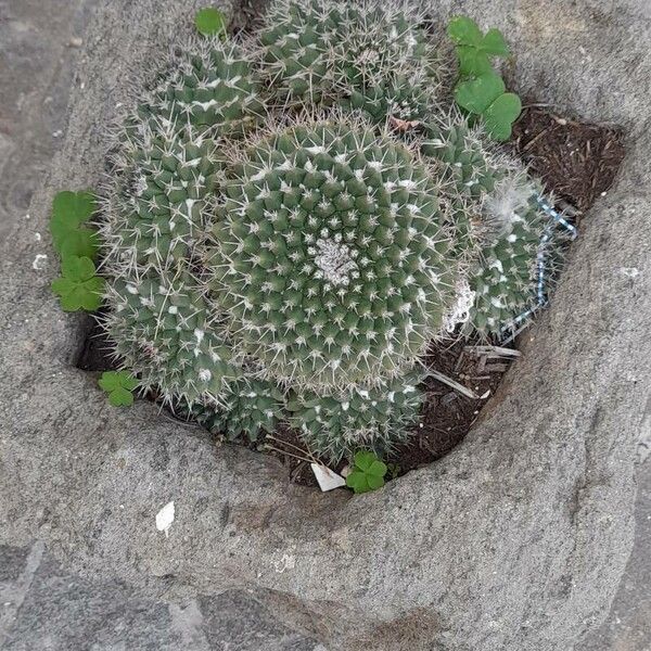 Mammillaria karwinskiana Corteza