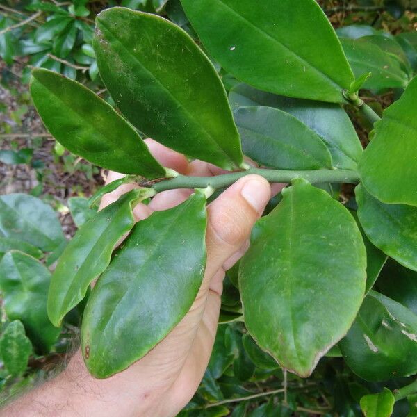 Pedilanthus tithymaloides Leaf