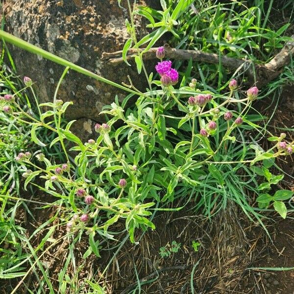 Gutenbergia boranensis Květ