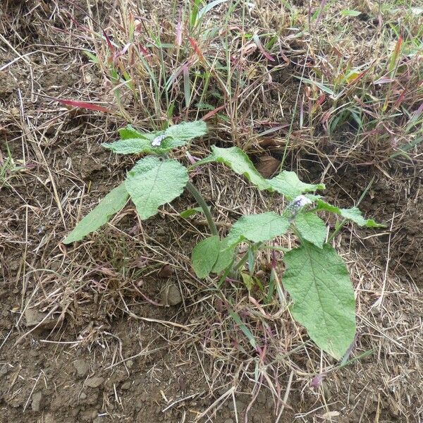 Heliotropium indicum ശീലം