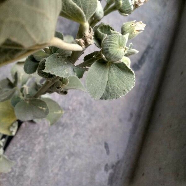 Abutilon pannosum Fruto