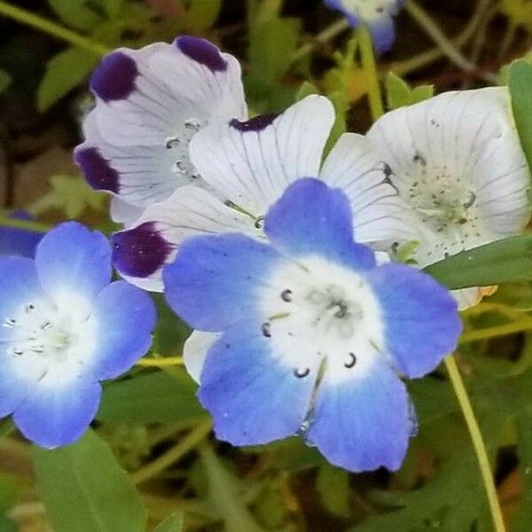 Nemophila phacelioides Цвят