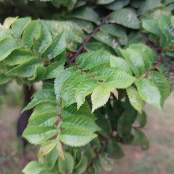 Ulmus parvifolia Leaf