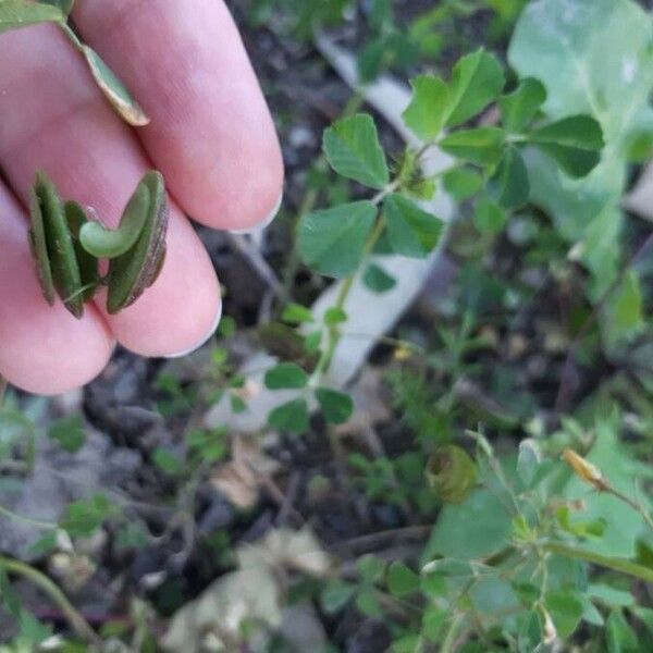 Medicago orbicularis Лист