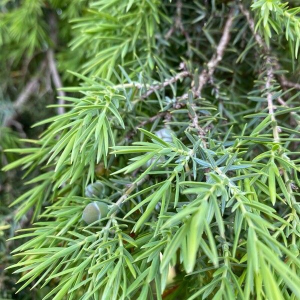 Juniperus communis Blatt