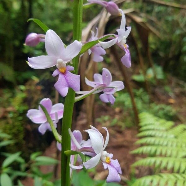 Spathoglottis plicata Bloem