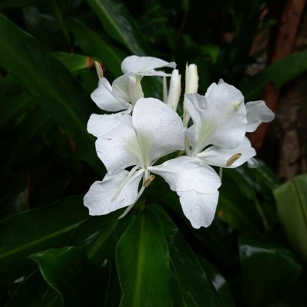 Hedychium coronarium 花