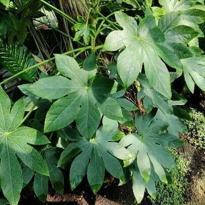 Fatsia japonica 葉