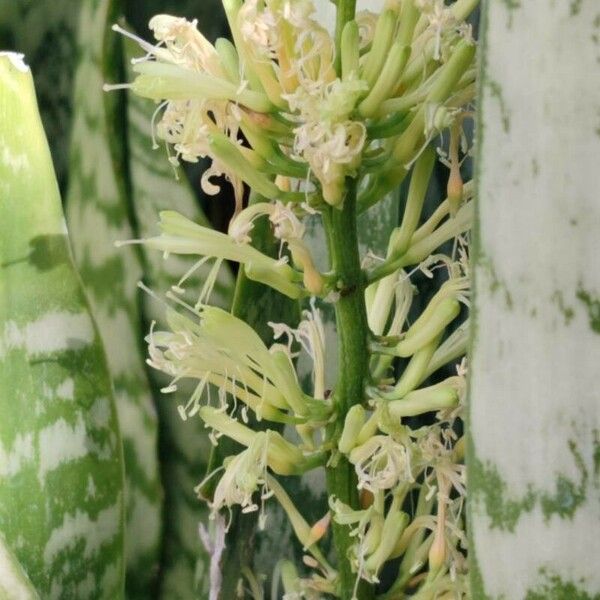 Dracaena hyacinthoides Flor