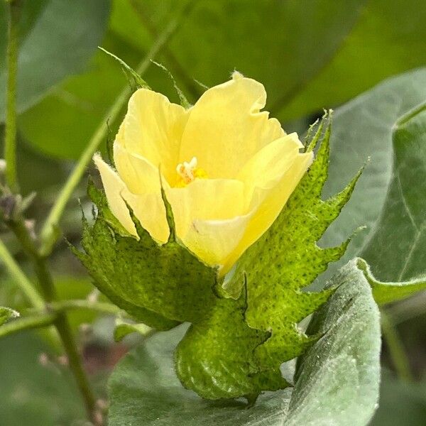 Gossypium barbadense Flor