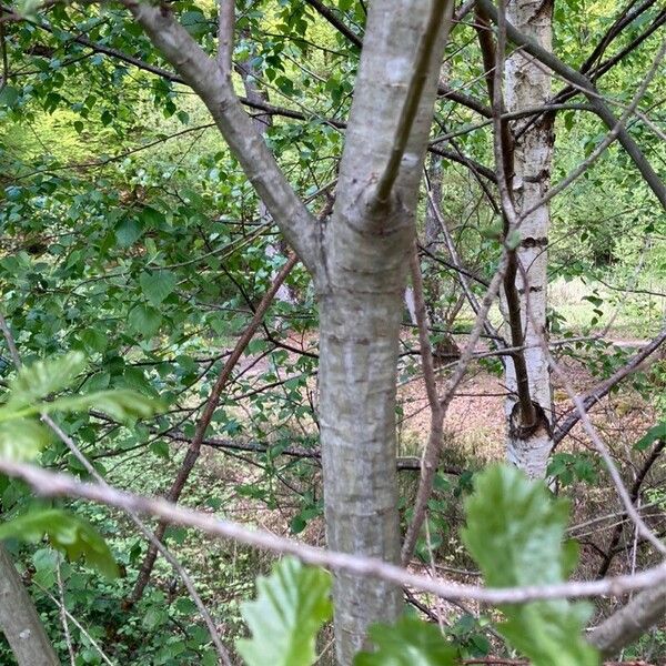 Salix bebbiana Bark