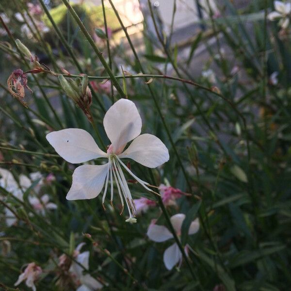 Oenothera lindheimeri Λουλούδι