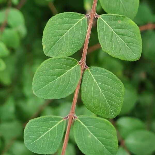 Symphoricarpos × chenaultii 叶