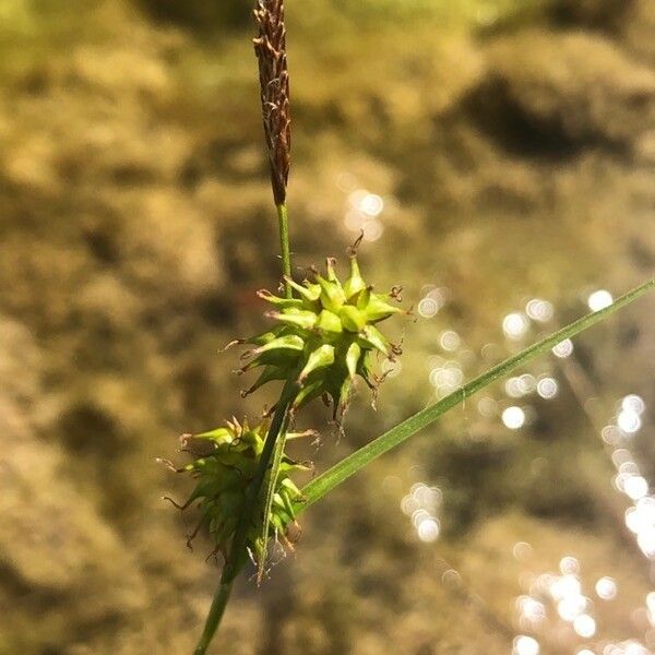 Carex oederi Flor