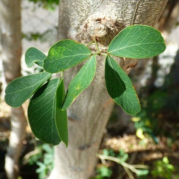 Pithecellobium dulce Leaf