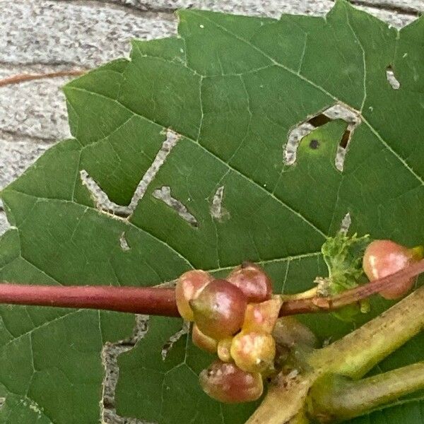 Vitis rotundifolia Owoc